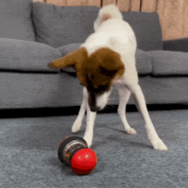 ActiveBrain - Stimulerende Hundeleke