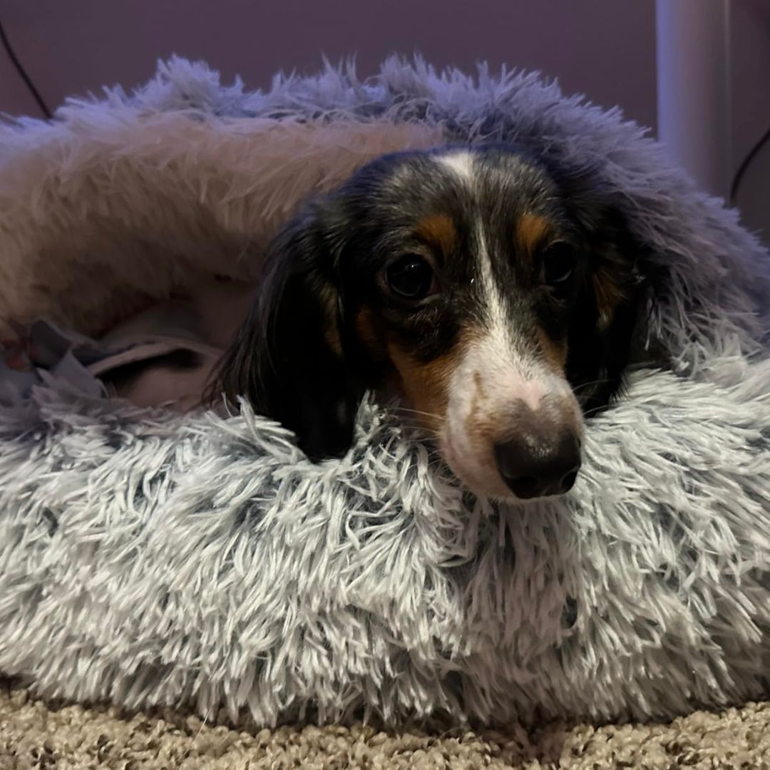 Kosehulen – Myk og lun hundeseng
