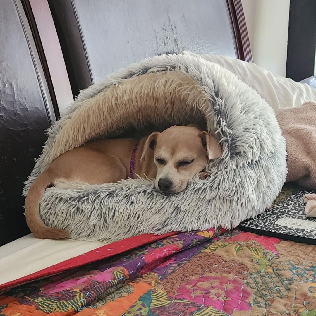 Kosehulen – Myk og lun hundeseng